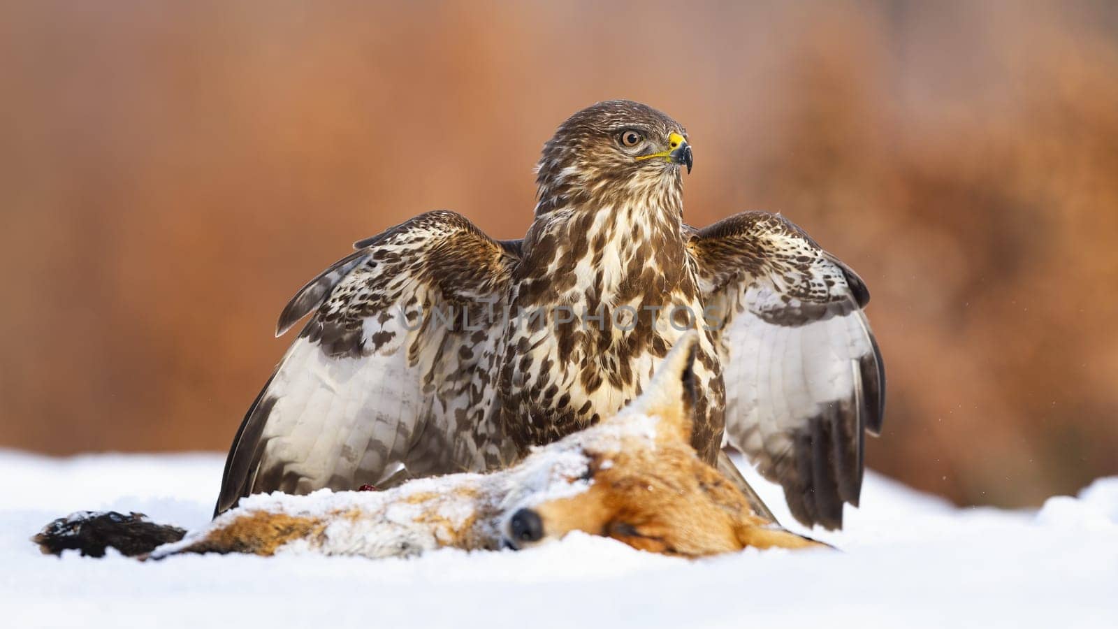 Common buzzard, buteo buteo, guarding a prey on snowy field in winter. Animal with spread wings observing on snow next to dead fox. Brown bird hunting prey on pasture.