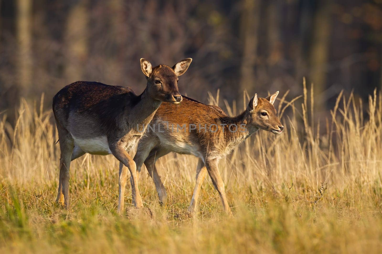 Family fallow deer, dama dama, walking on field in autumn nature. Two female mammals going on meadow in fall. Young hind with mother looking on dry grassland.