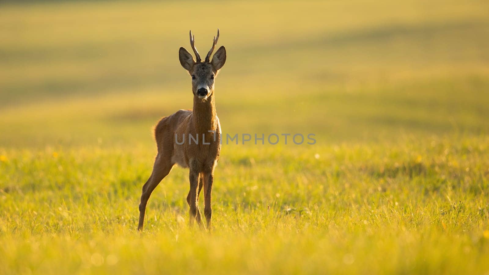Roe deer, capreolus capreolus, buck looking on green meadow in summer sunlight. Male animal with antlers standing on grassland in sunny day. Roebuck staring on pasture.
