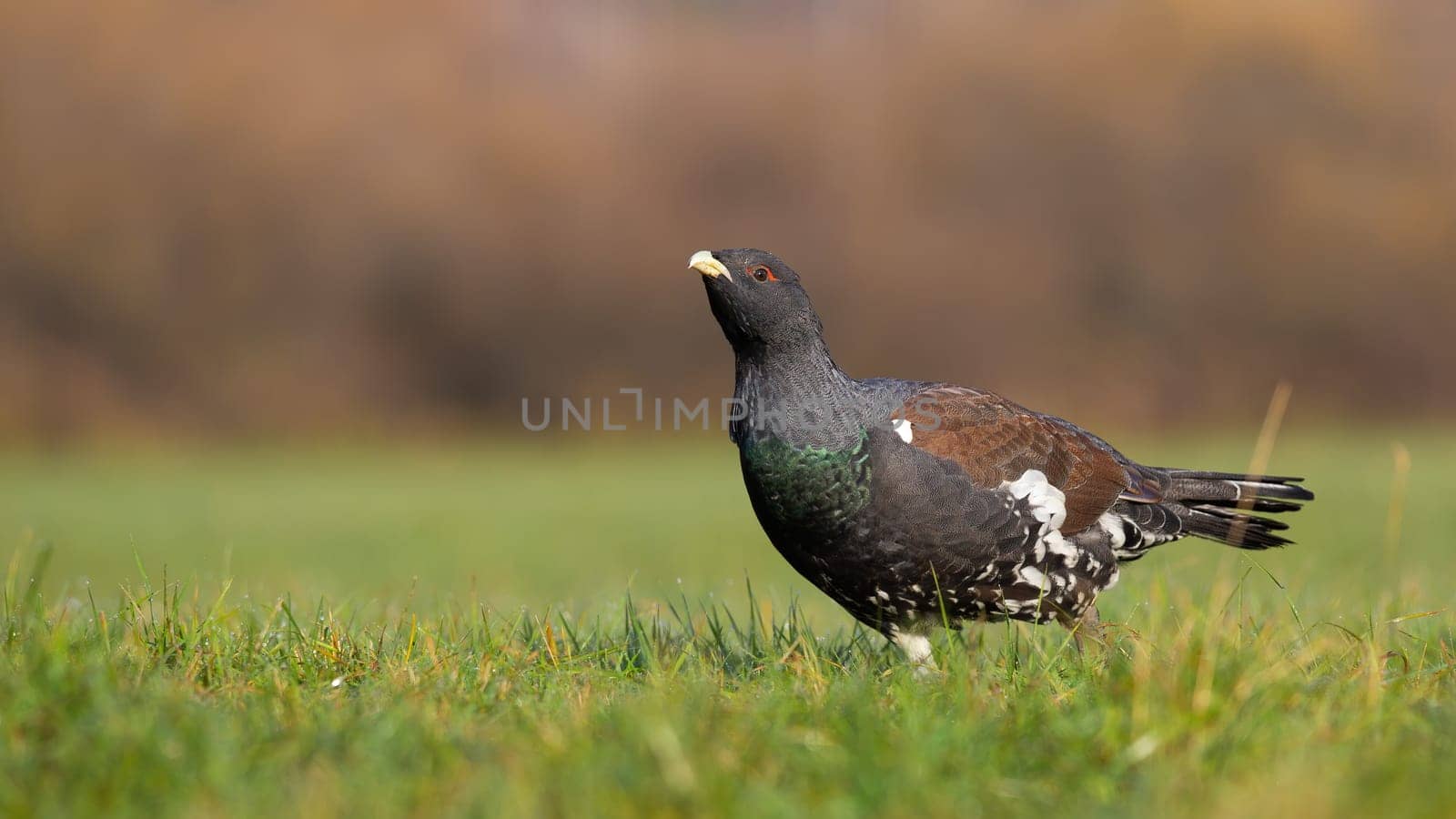 Western capercaillie, tetrao urogallus, looking on meadow in autumn nature. Wild bird observing on grassland in fall. Dark winged animal standing on field.