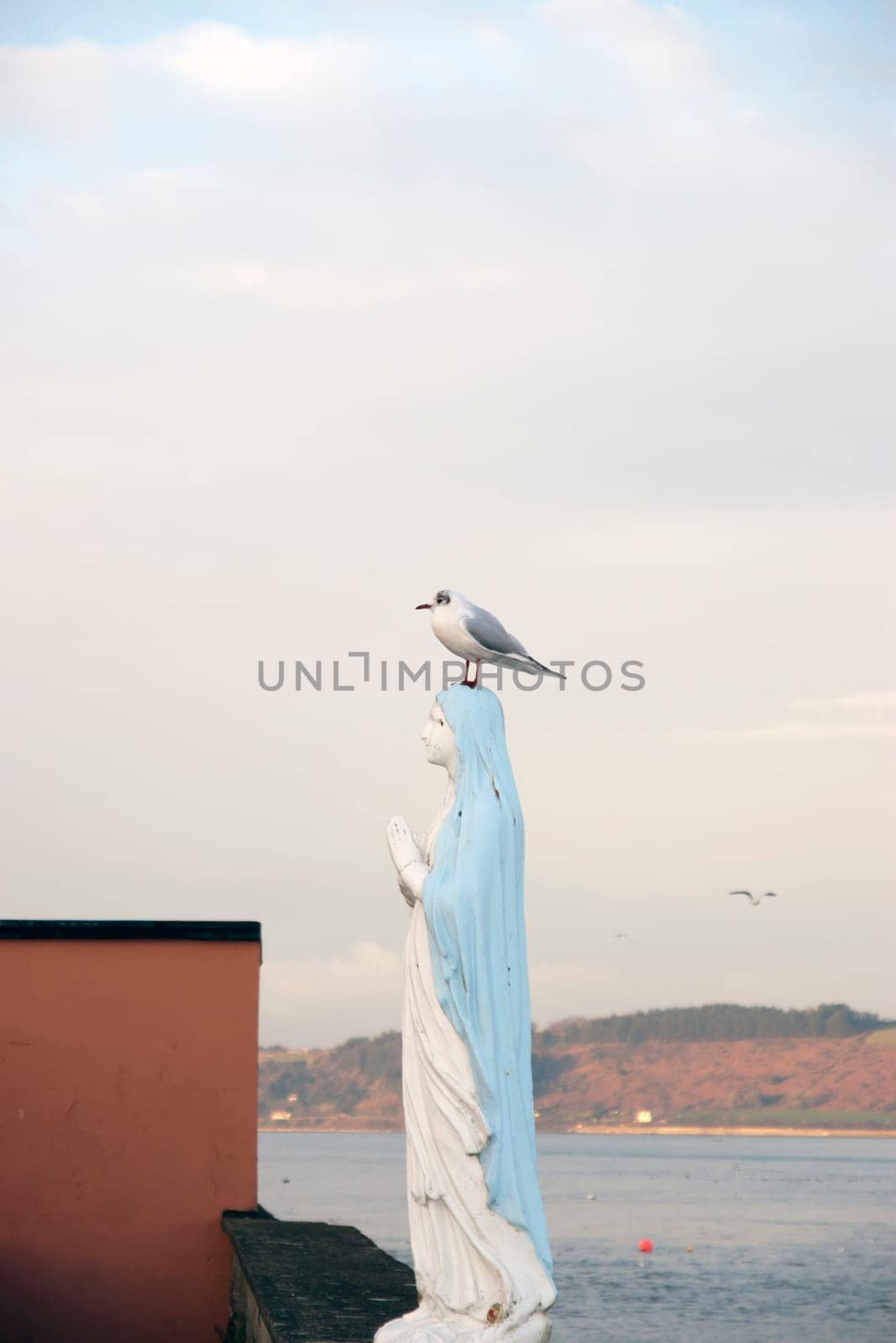 statue of virgin Mary in Youghal county Cork, Ireland with a seagull perched on her head