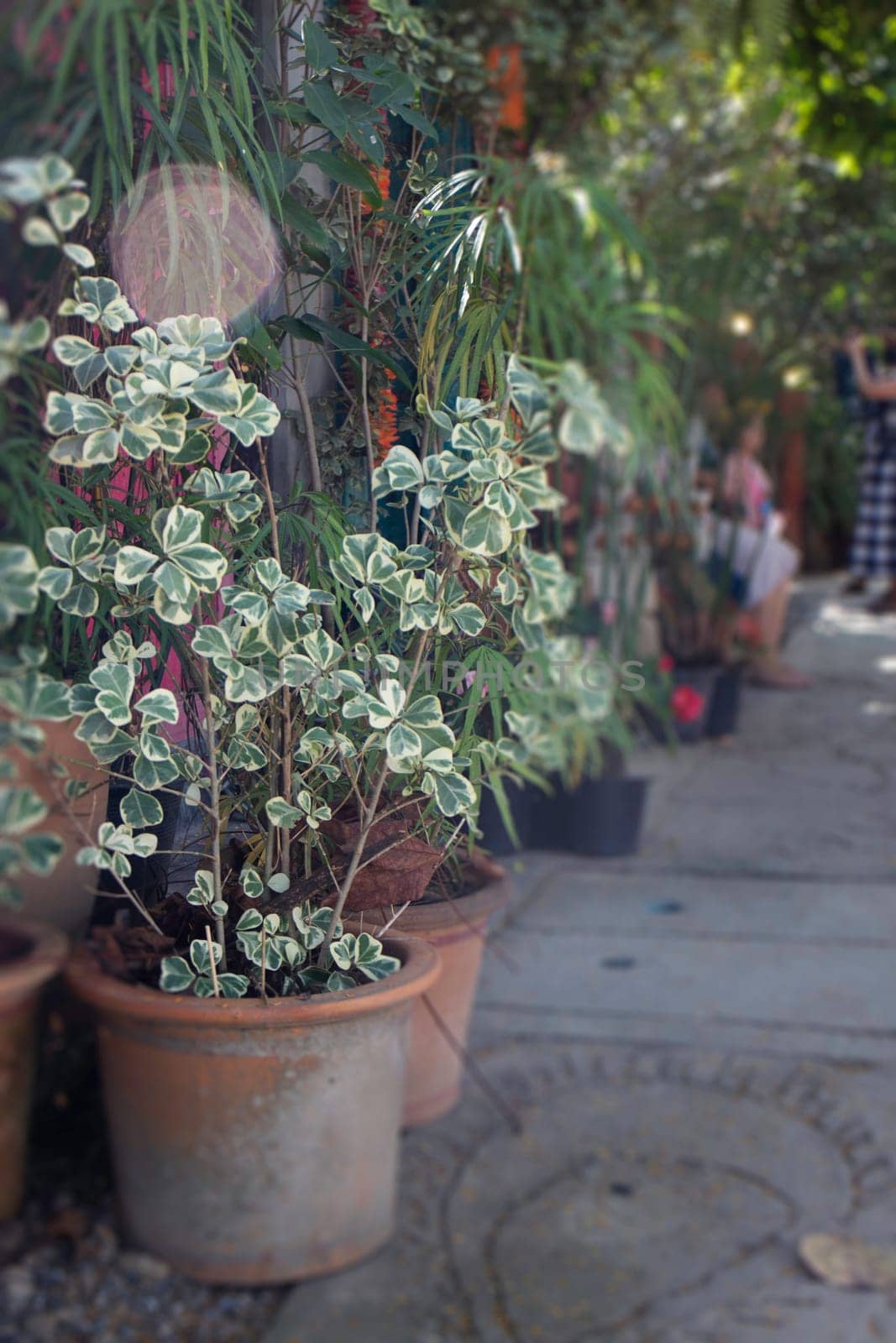 Green leaves plant decorated in the garden, stock photo