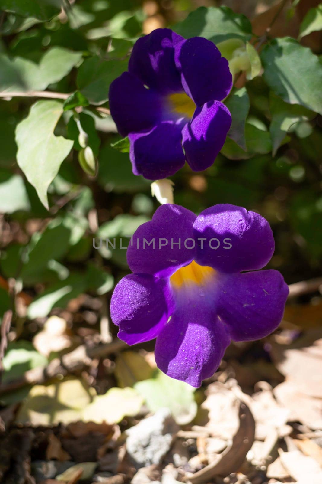 Wild flower blossom in nature, stock photo