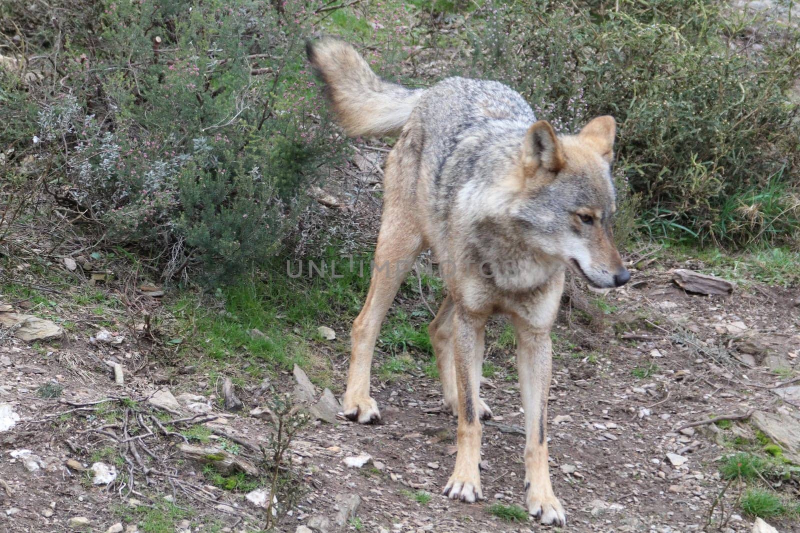 iberian, animal, wild, europe, spain, gray, carnivore, nature, mammal, fauna, forest, wolf, lupus, grey, spanish, zoo, european, portugal, wood, natural, iberia, wildlife, life, one, peninsula, subspecies, animals, two, couple