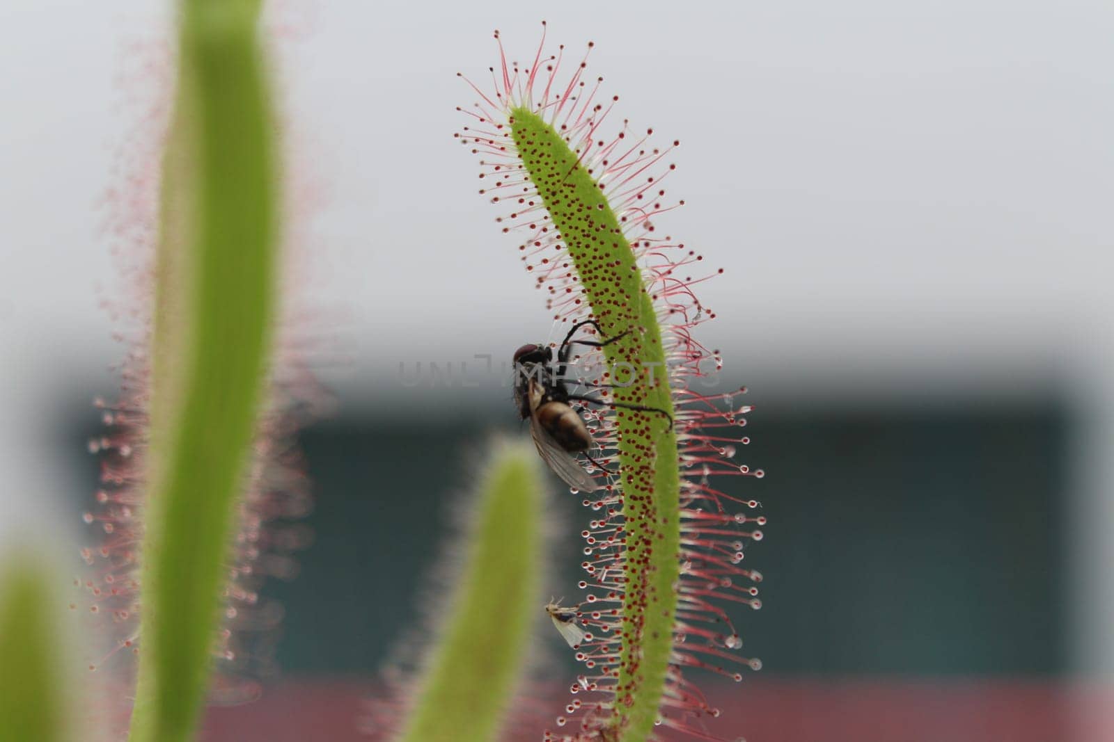 Carnivorous Plant feeds insects fly trapped insect