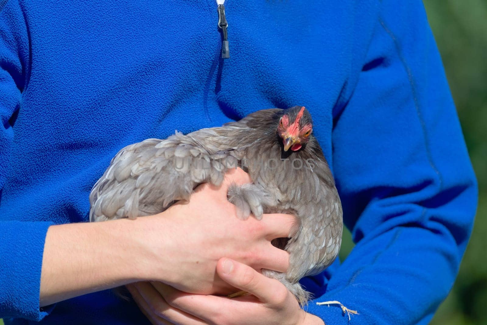 Small grey pekin bantam hen chicken gives a stern expression as she looks to the camera. Unusual animal facial expression whilst being held by person