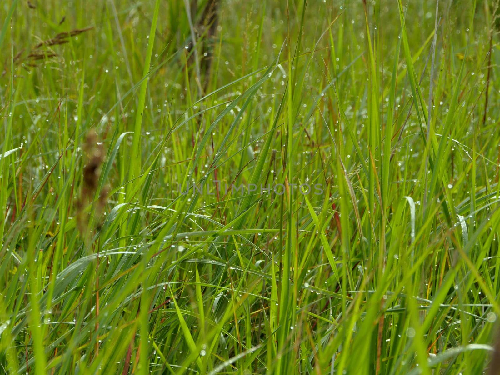grass with drops of morning dew, green abstract background