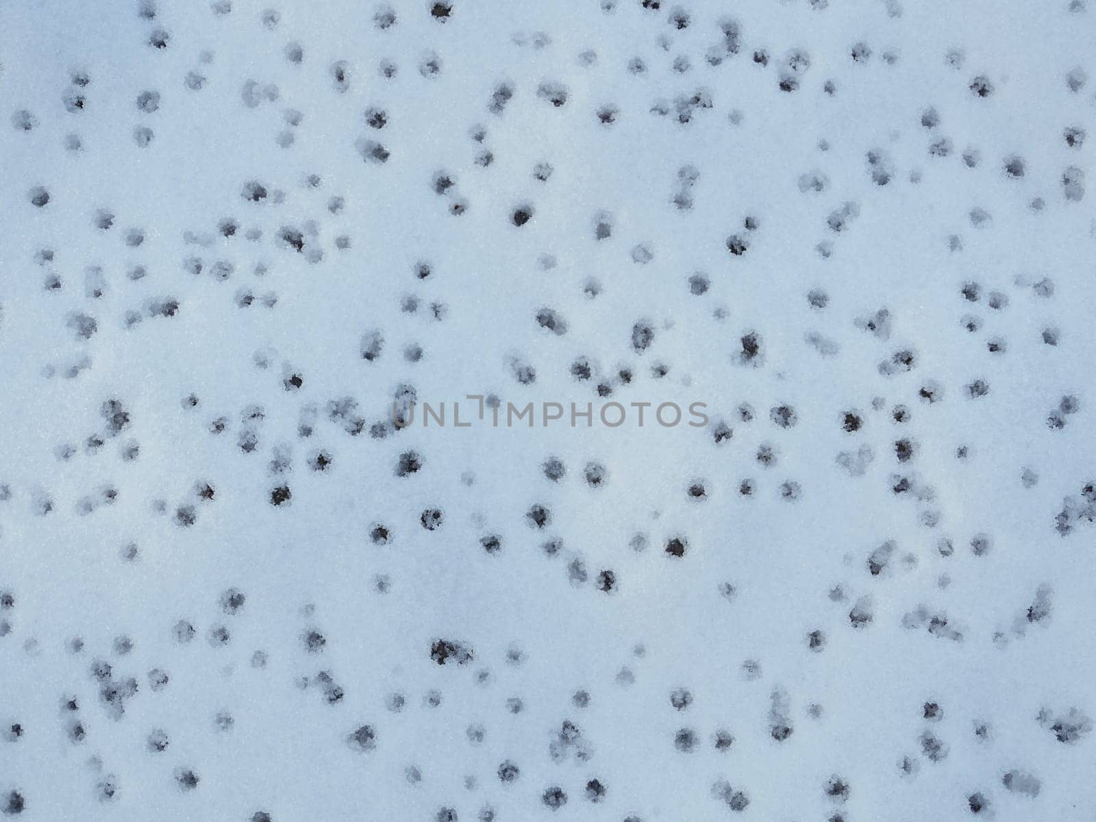 snow white background, with falling raindrops