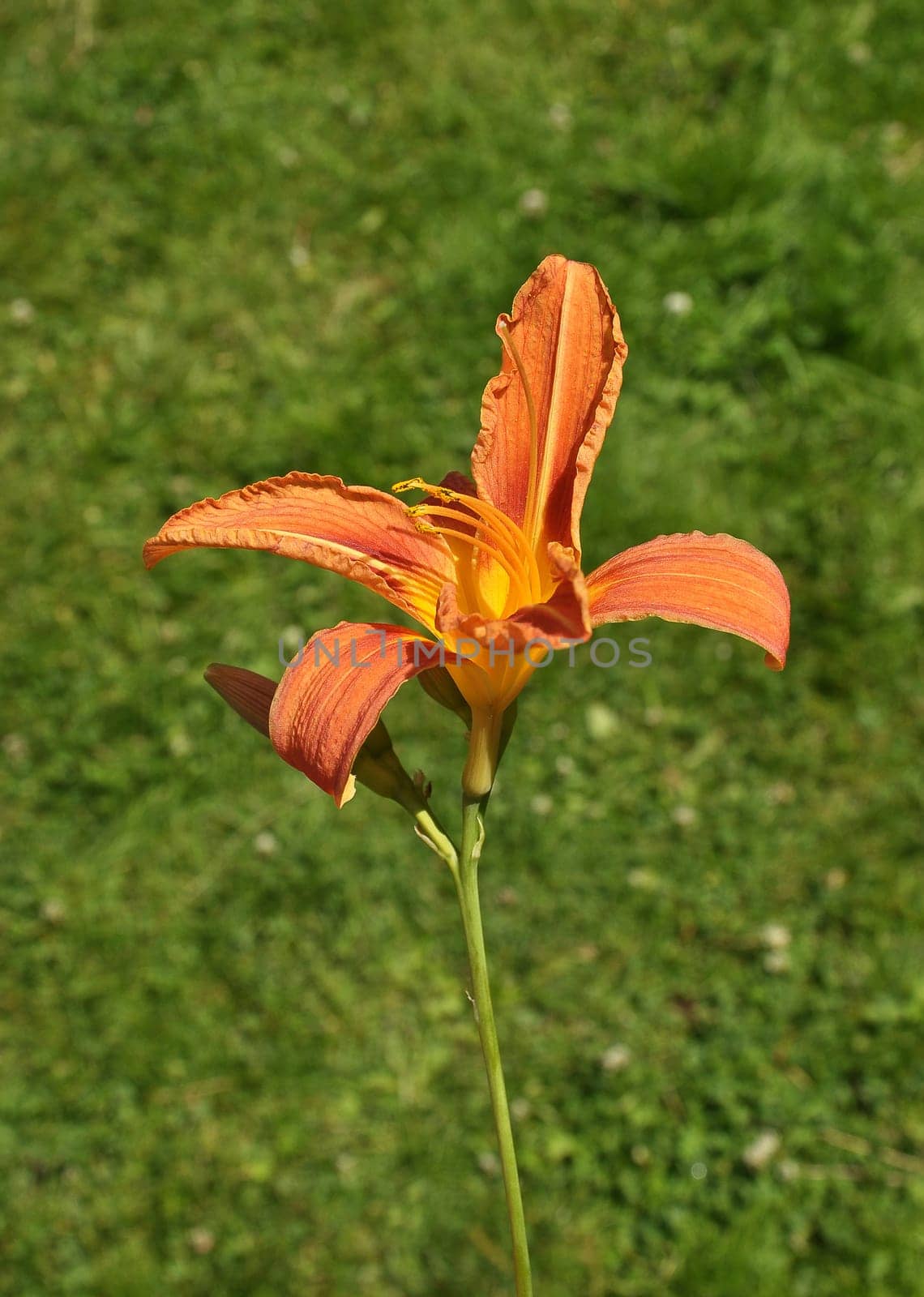 Flower of Orange lily in Bavarian Forest