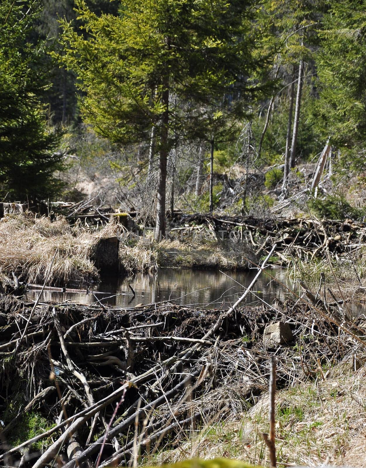 Beavers lodge at pent up water near Frauenau