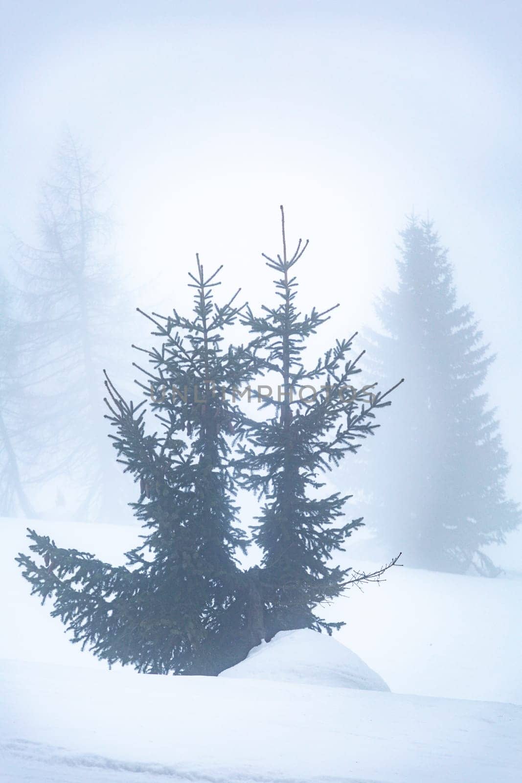 Landscape with bare tree and lots of fog. Holiday concept with bad weather during the winter holidays in the high mountains. Vertical orientation. Copy space.