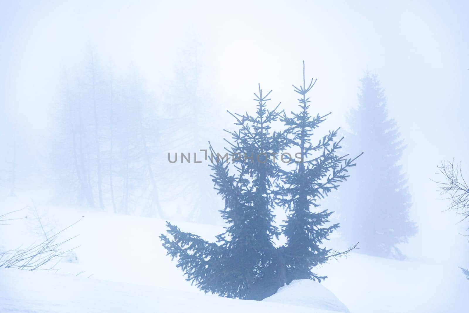 Landscape with bare tree and lots of fog. Holiday concept with bad weather during the winter holidays in the high mountains. Horizontal orientation. Copy space.