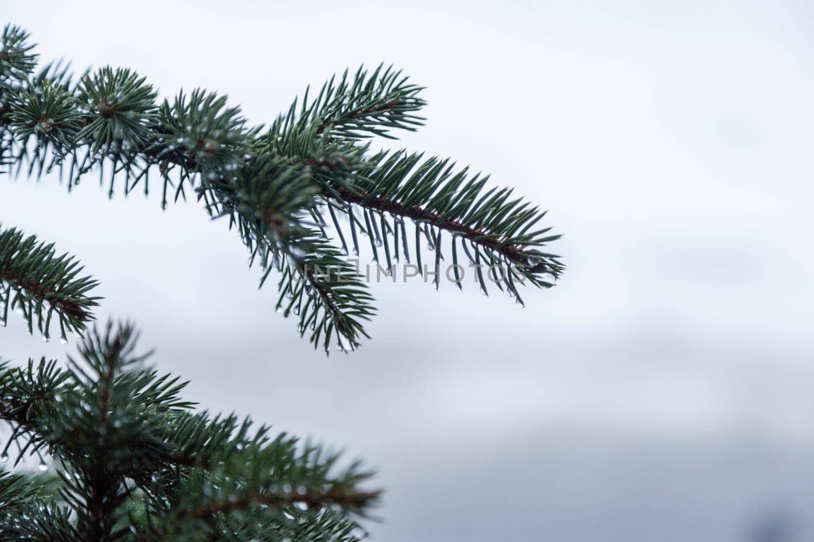Pine tree covered with rain drop in winter. Spring thaw. Copy space. Close-up.