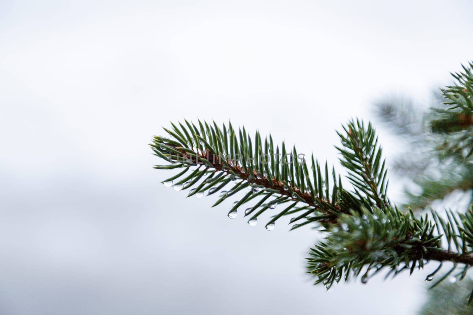 Close-up of pine tree covered with rain drop in winter. Spring thaw. Copy space.