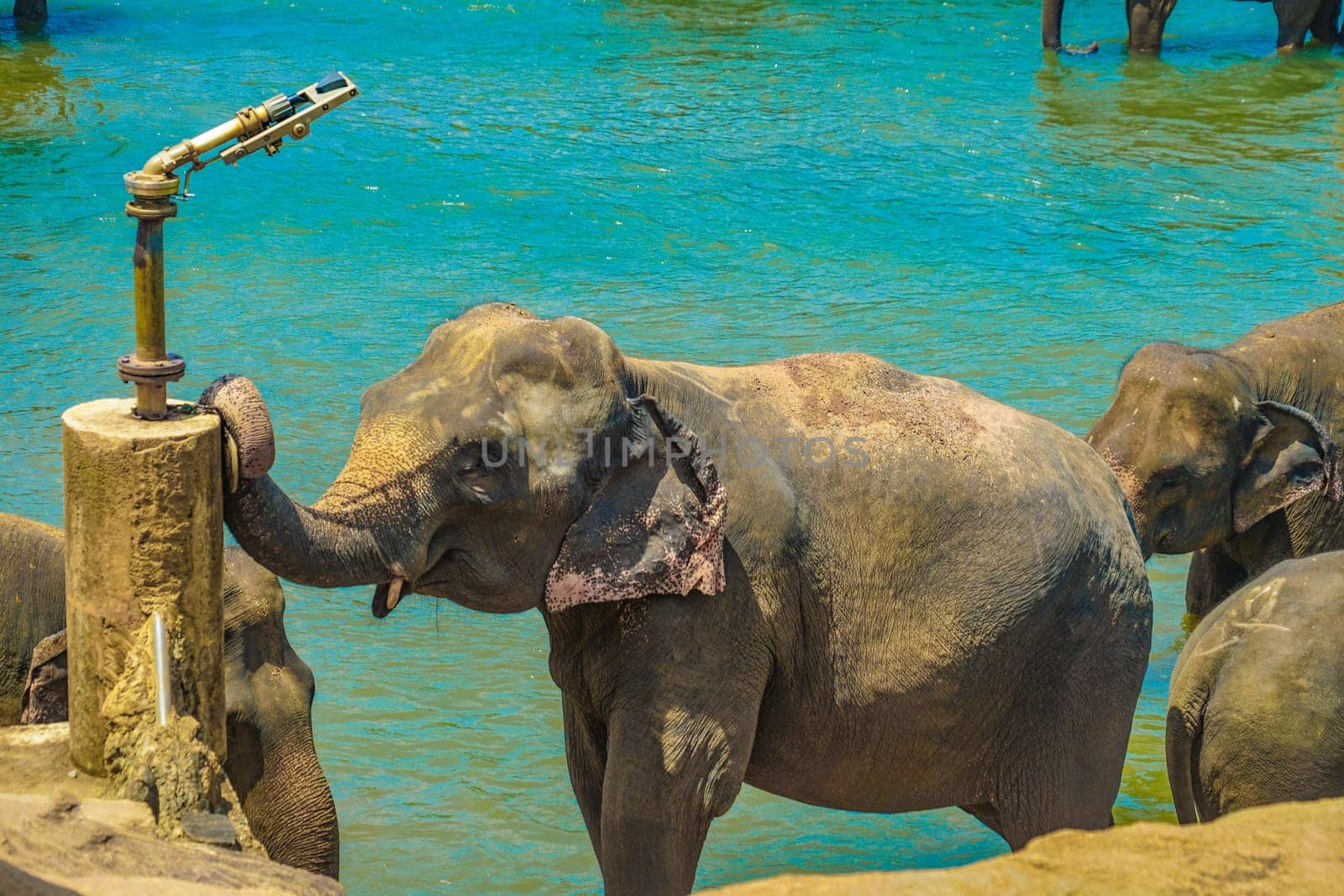 Elephant orphanage (Sri Lanka Pinnawara). Shooting Location: Sri Lanka
