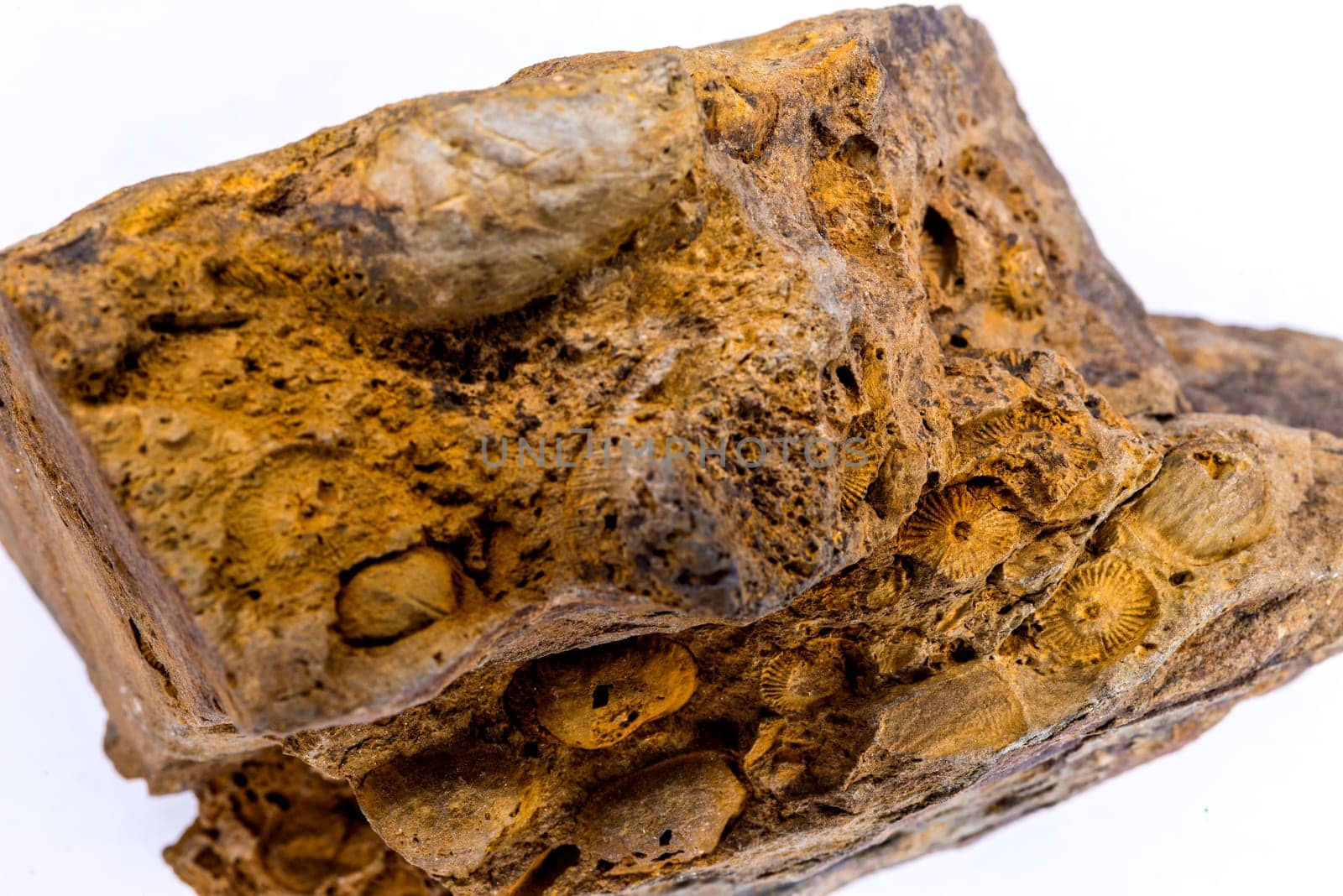 corals, fossils in a limestone