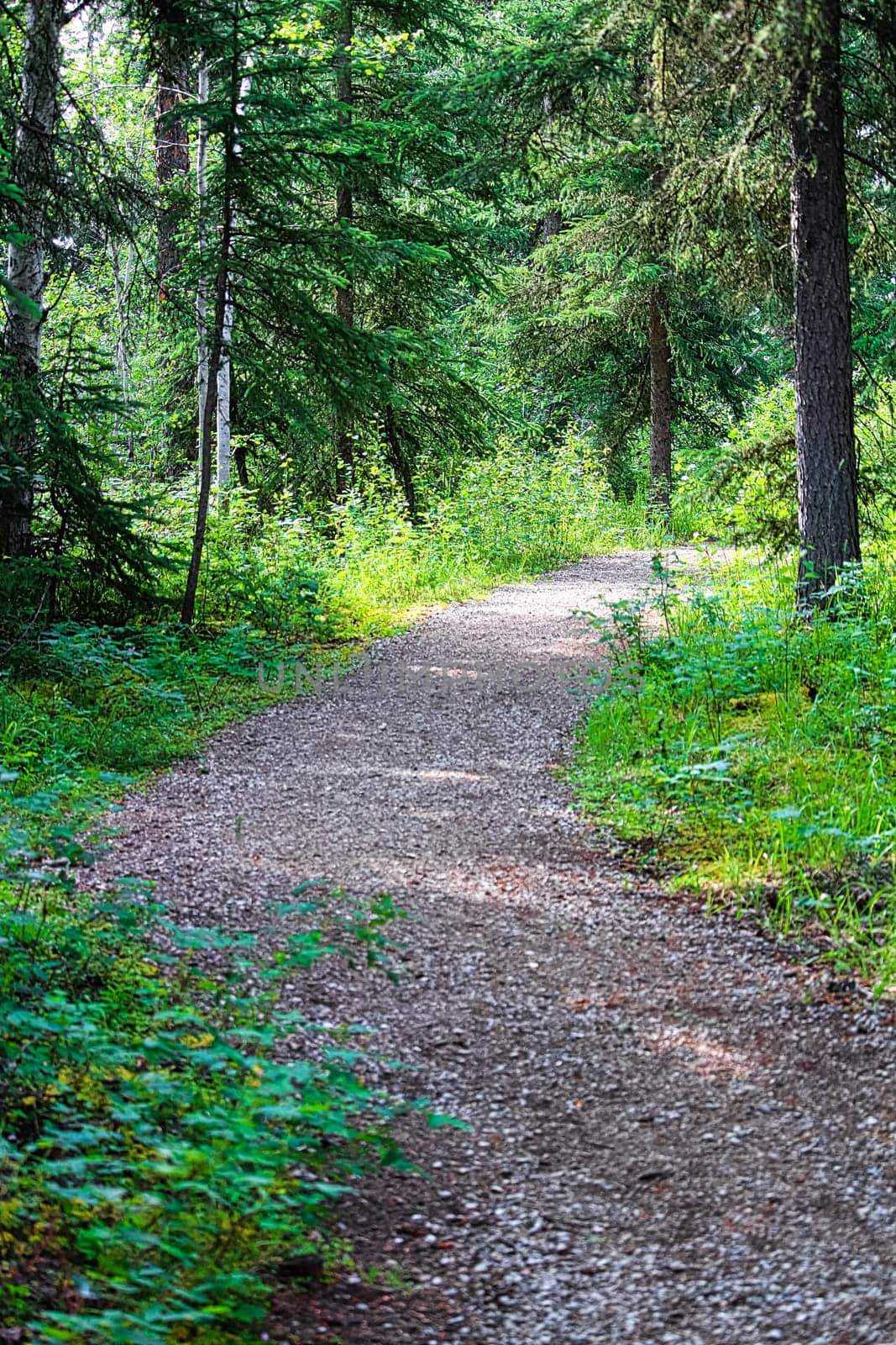 A maintained hiking trail through a spruce forest.