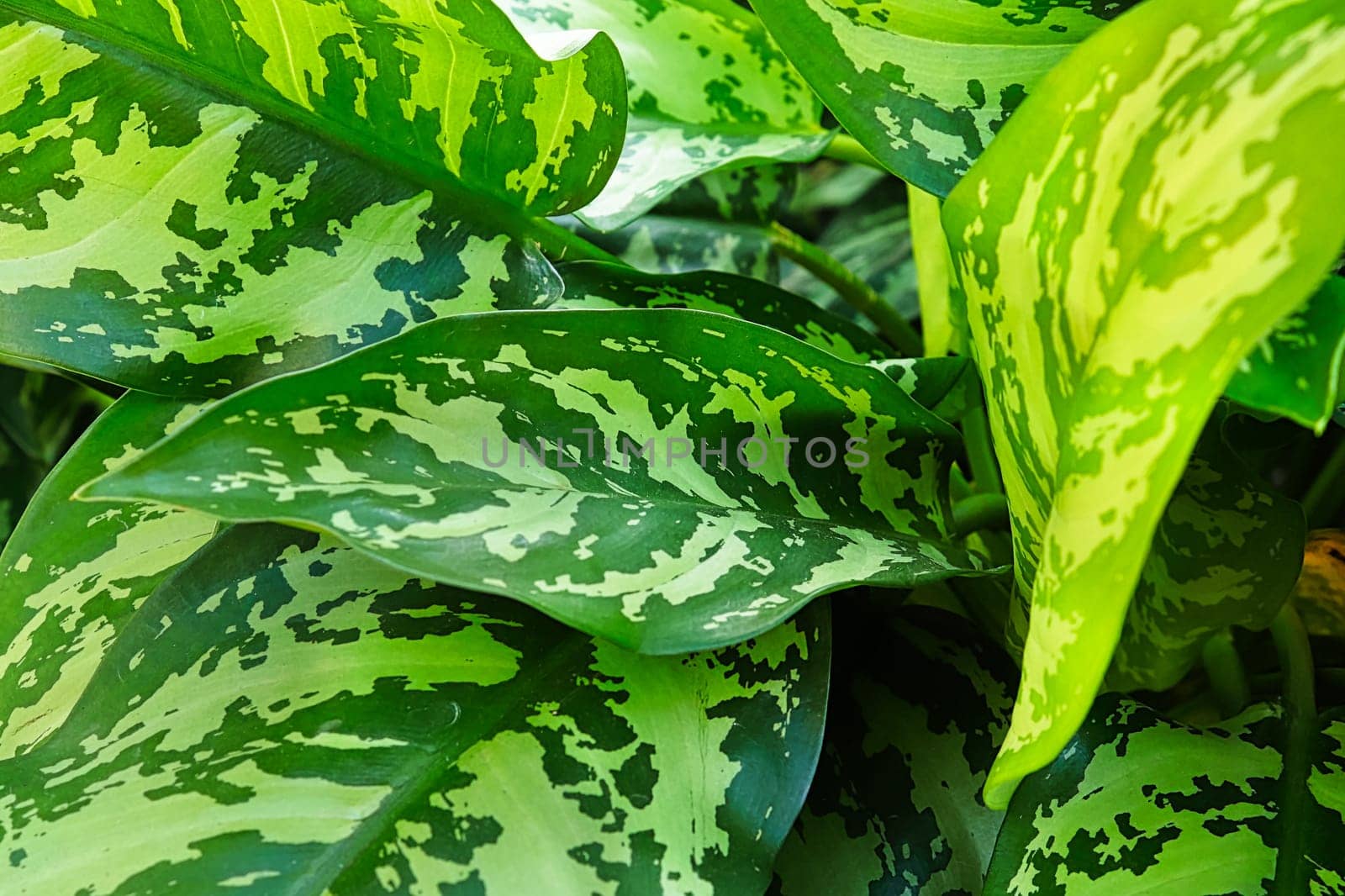 A background of Chinese Evergreen plant leaves.