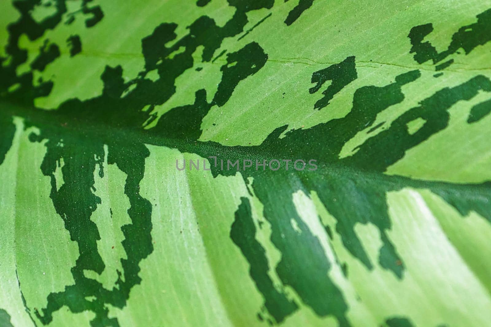Macro of the two toned colors on an aglaonema plant.