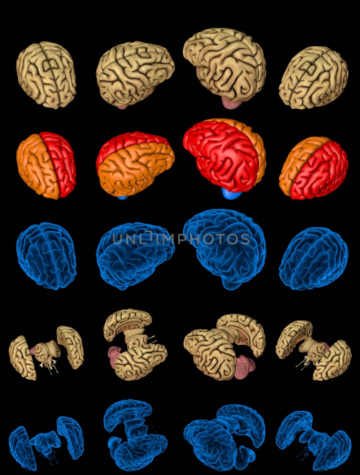 Set of isolated brain renders - whole and split with x-ray examination style image and different colored functional zones, intelligence concept - digital 100 MPx medical 3D illustration