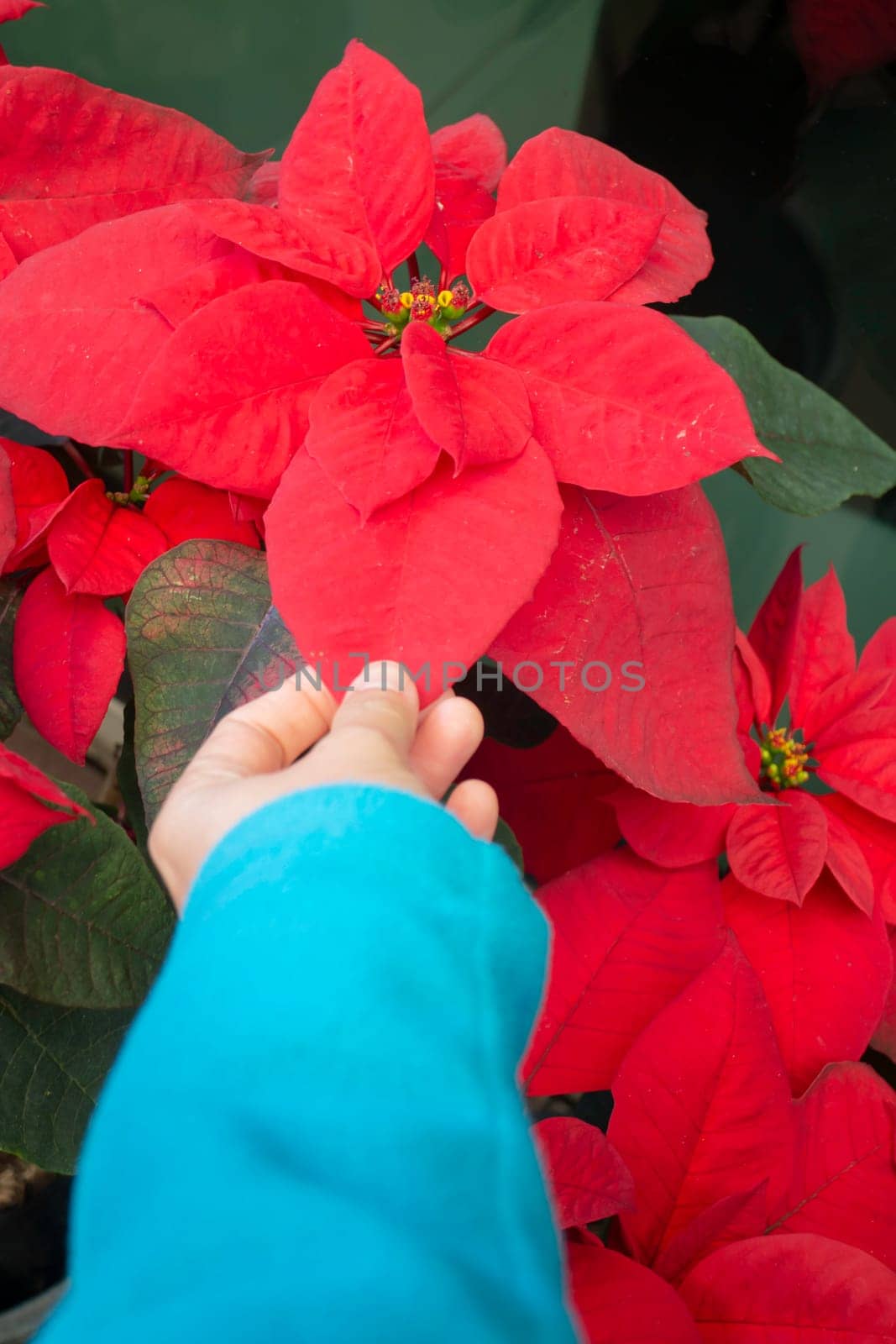 Red poinsettia flower interior decoration, stock photo