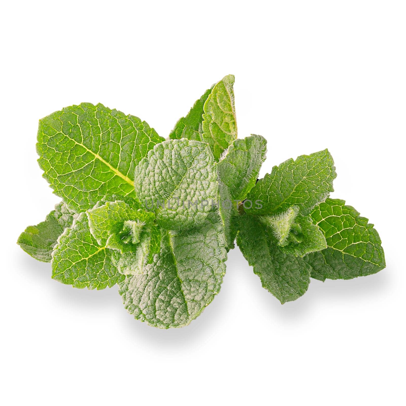 Isolated mint leaves on white background with clipping path for package design. Full depth of field.