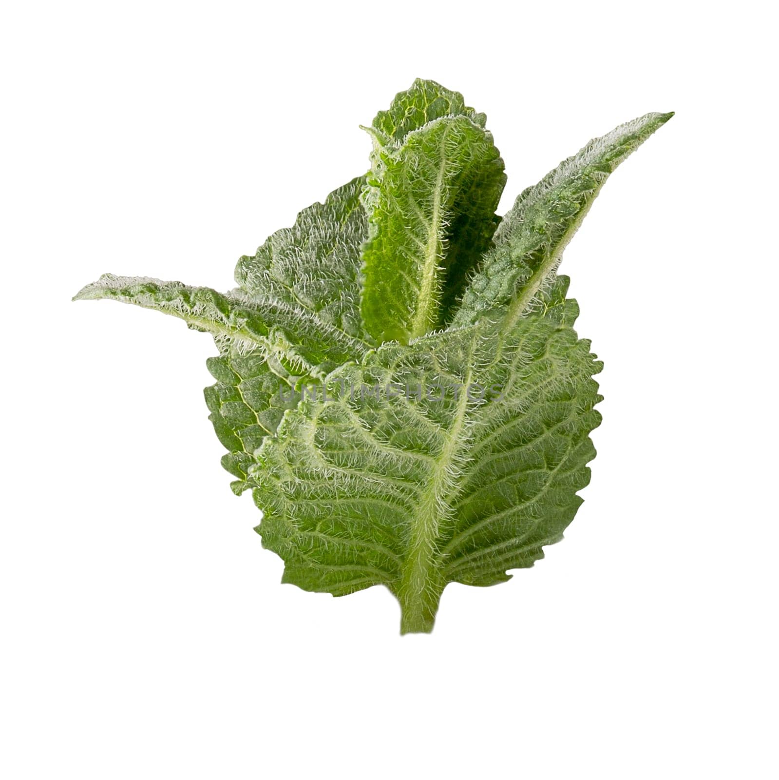 Isolated mint leaves on white background with clipping path for package design. Full depth of field.