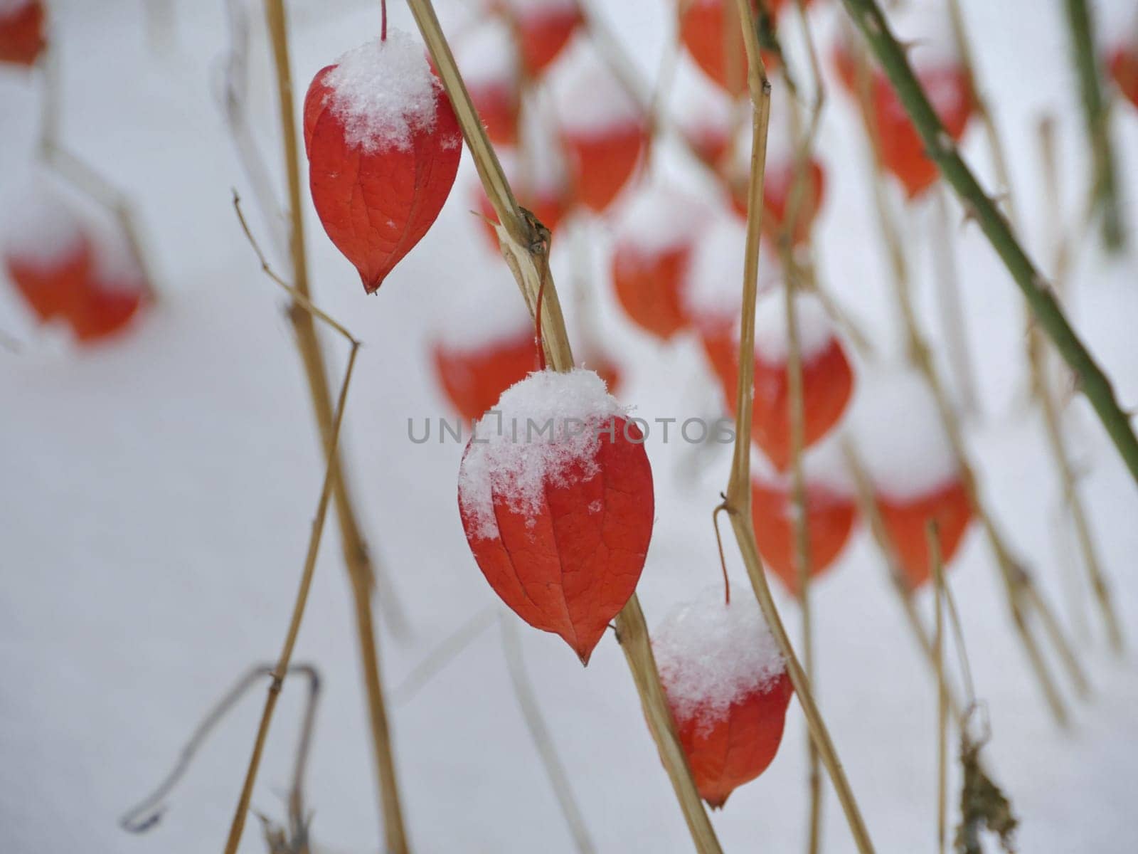 red physalis under the snow in winter close-up