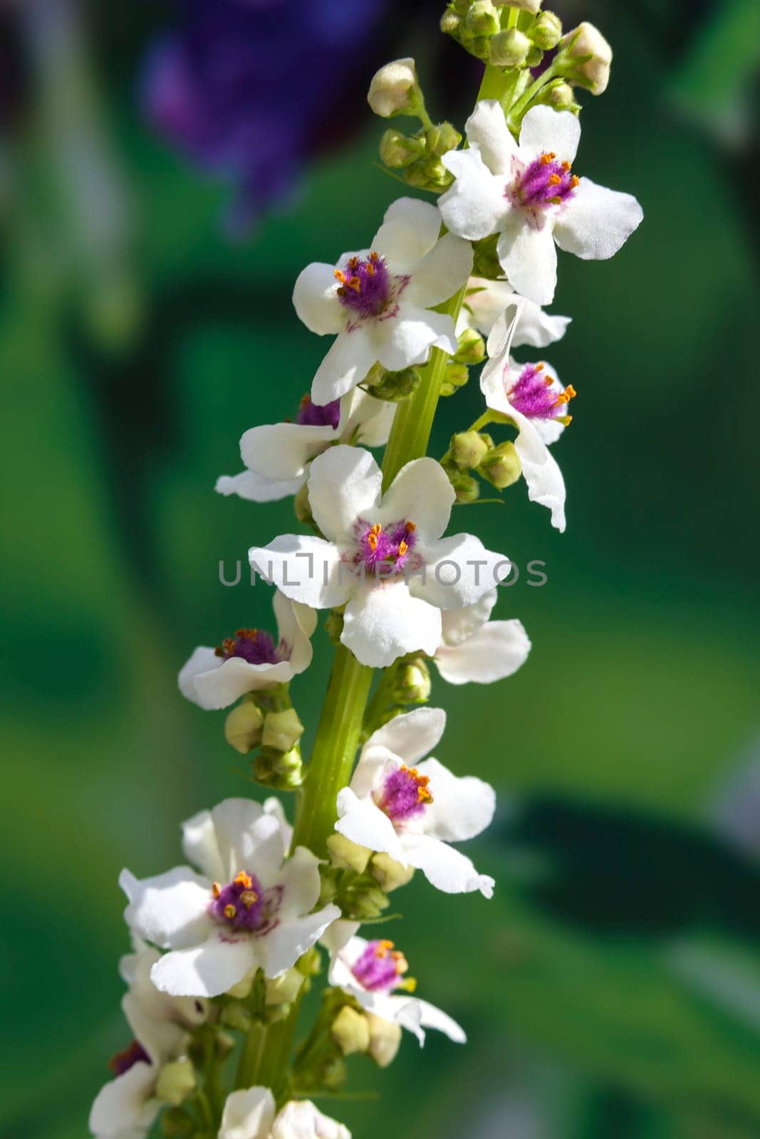 Verbascum chaixii 'Album' a white herbaceous springtime summer flower plant commonly known as mullein or velvet plant