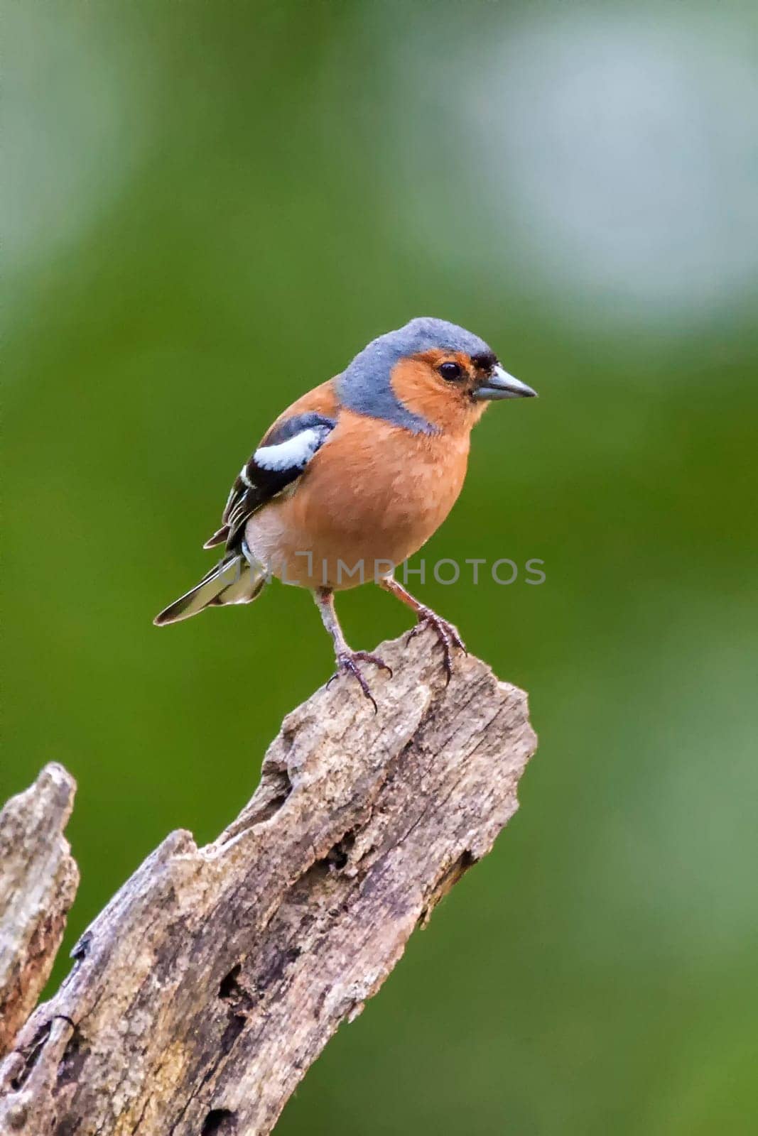 Bullfinch bird perched on a tree branch which is a common garden bird found in the UK and Europe
