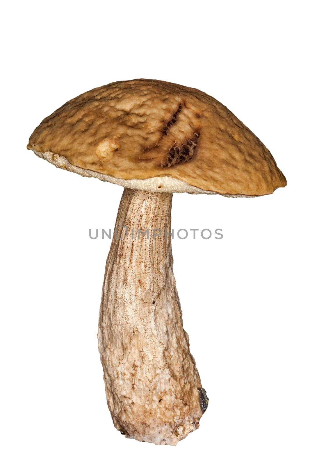 Mushroom fungi cut out and isolated on a white background