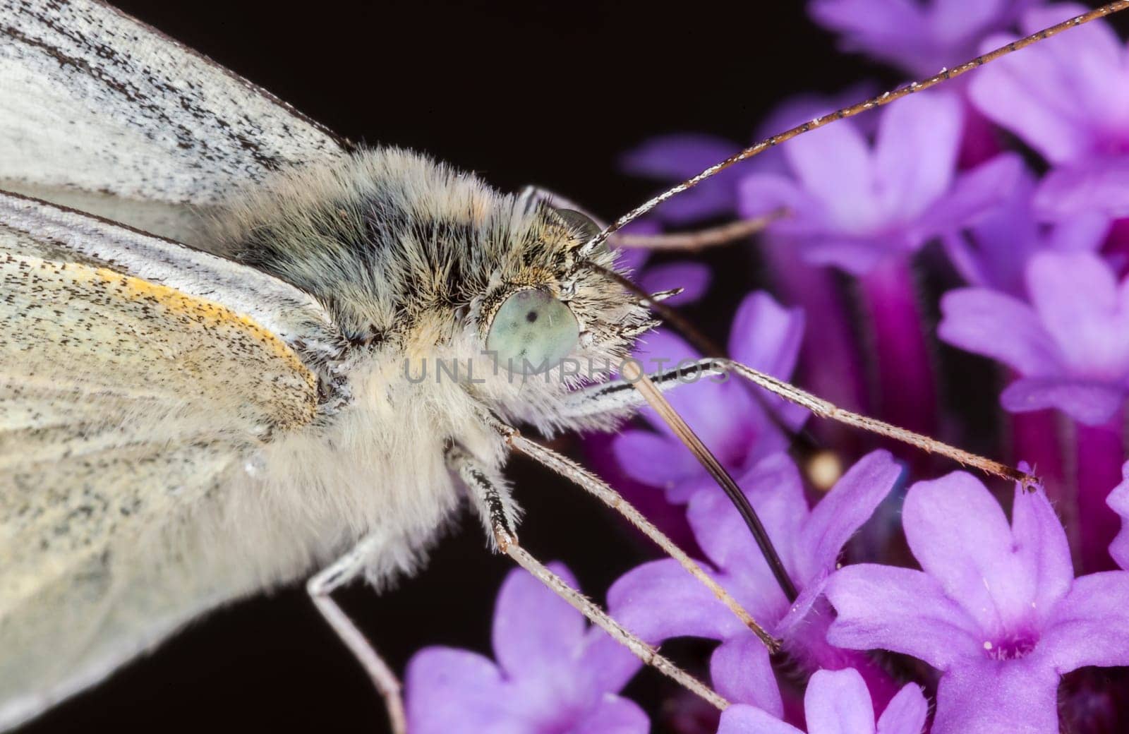 Cabbage White Butterly extreme macro close up of head and eye