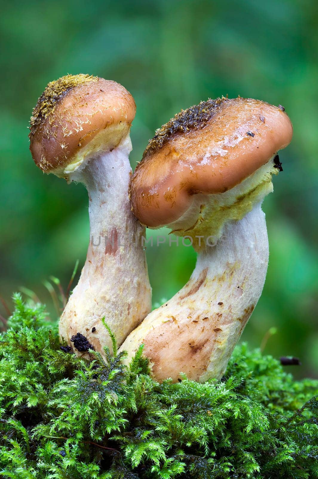 Woodland fungi mushrooms in the autumn fall