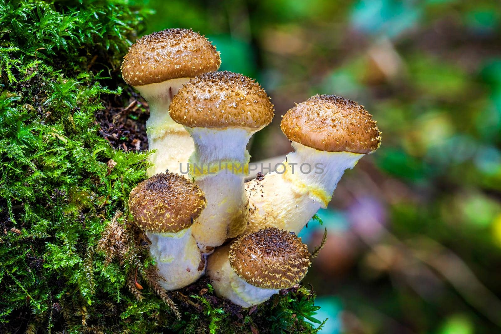 Woodland fungi mushrooms in the autumn fall