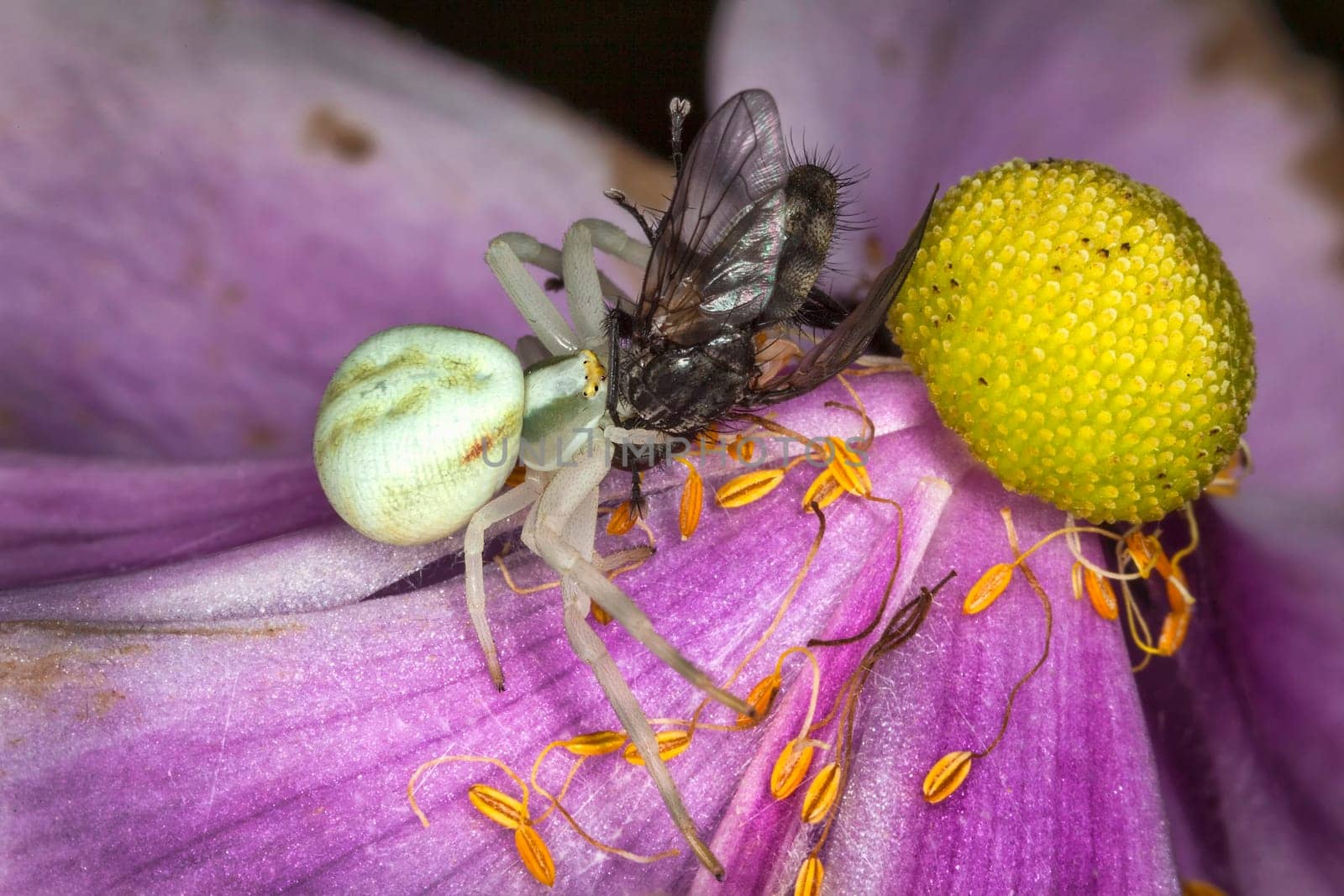 White crab spider with a fly which it has caught