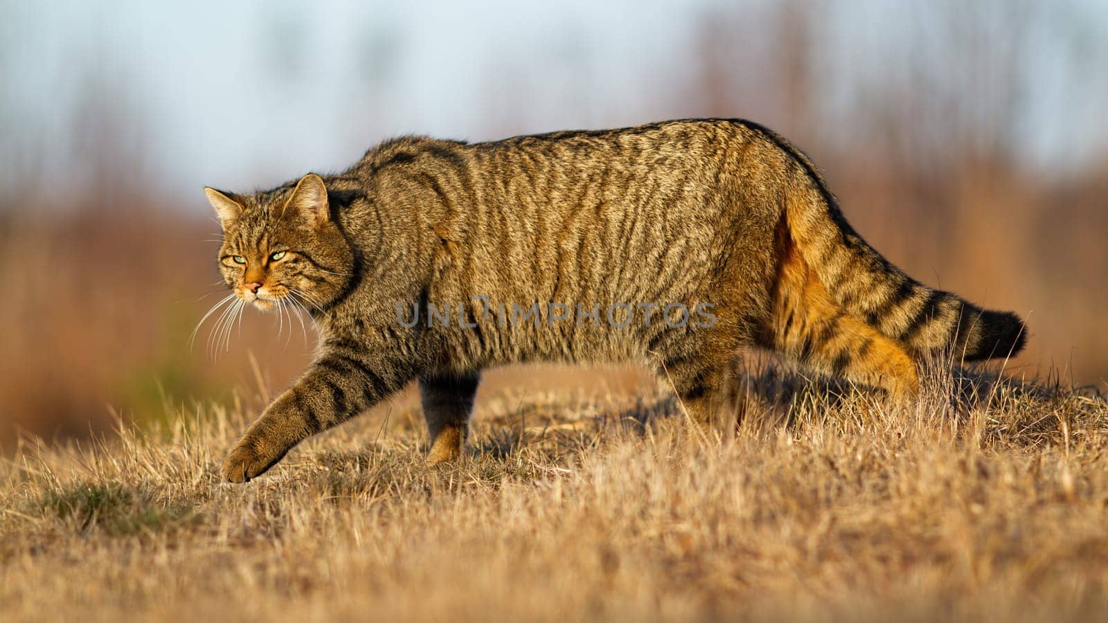 European wildcat, felis silvestris, walking on meadow in autumn nature. Stripped predator hunting on dry grass in fall. Brown mammal sneaking up on field.