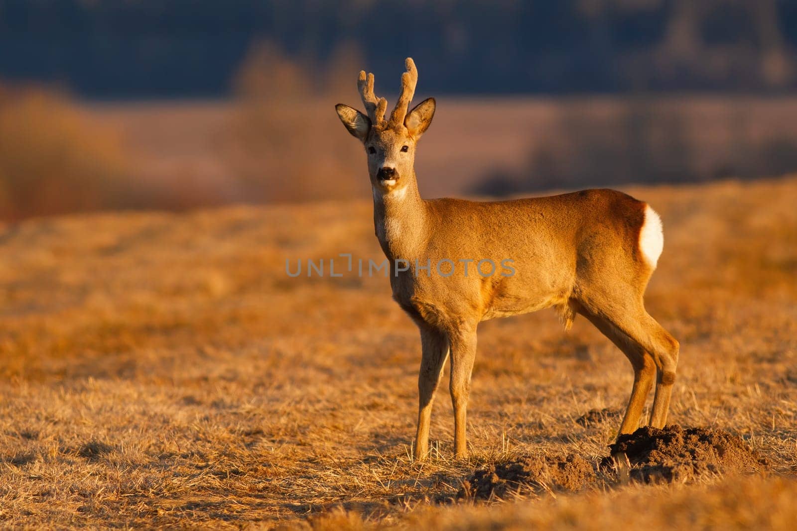 Roe deer, capreolus capreolus, male standing on dry field in springtime nature. Roebuck with velvet antlers looking on meadow in sunrise. Wild brown mammal watching on pasture.