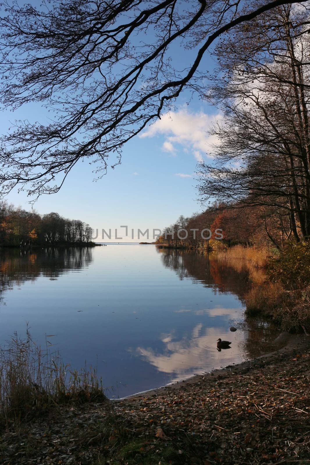 river view autumn landscape fallen leaves trees and clouds reflected in the water