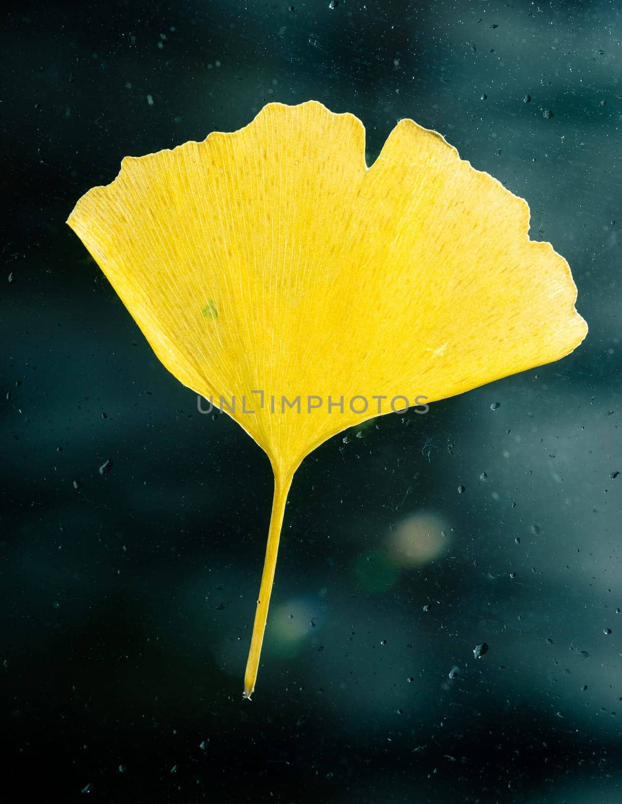 Yellow Ginkgo Biloba leaf stuck on glass window, raindrops on the glass, autumn season concept