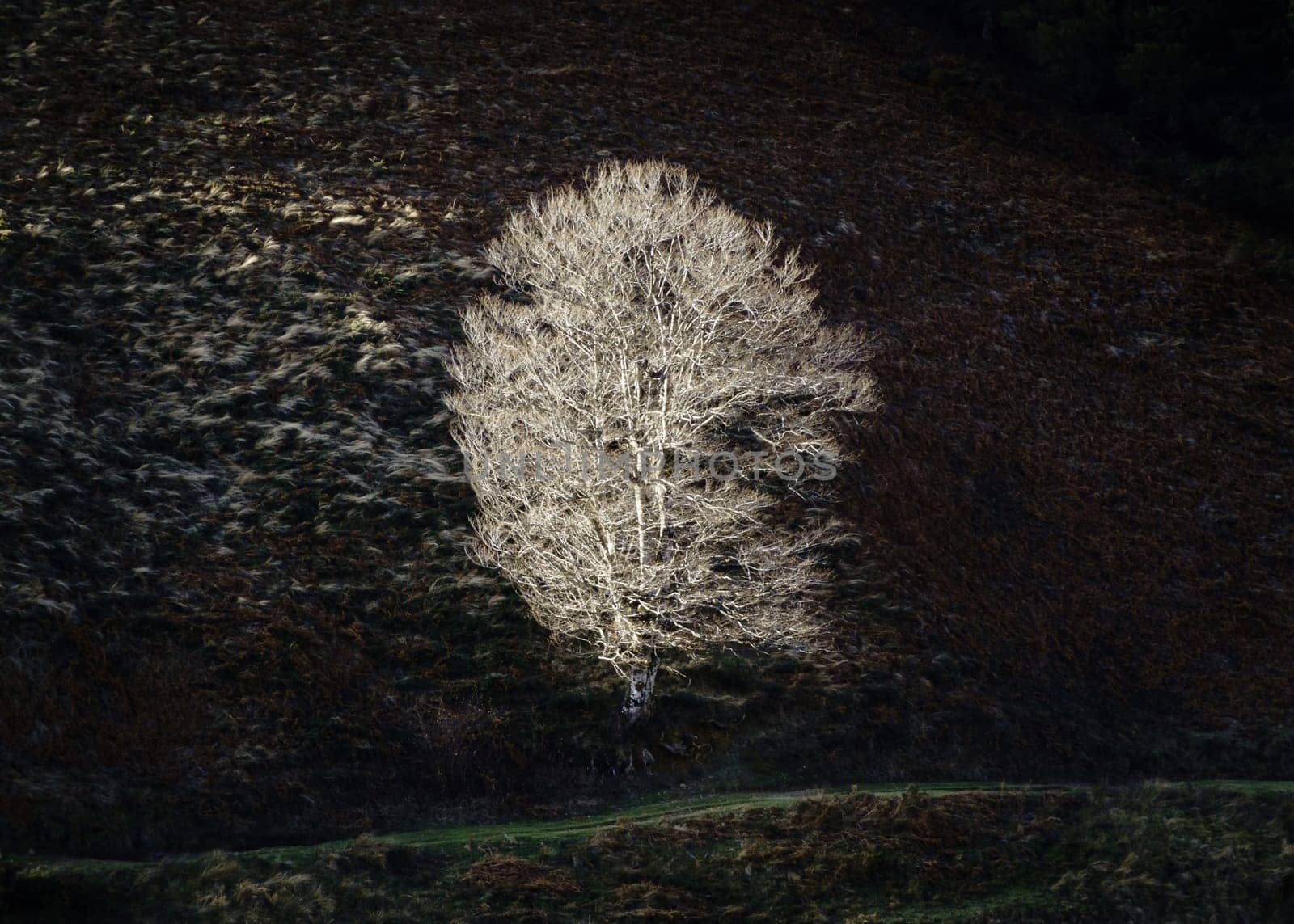 Single tree lit by side sun light on hillside in winter