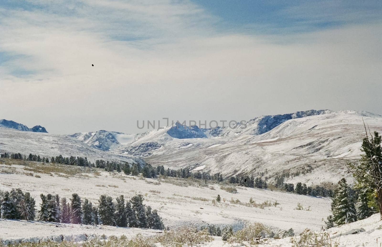 Winter Altai, mountains and forests in the snow. Winter came to the Altai and snow fell.