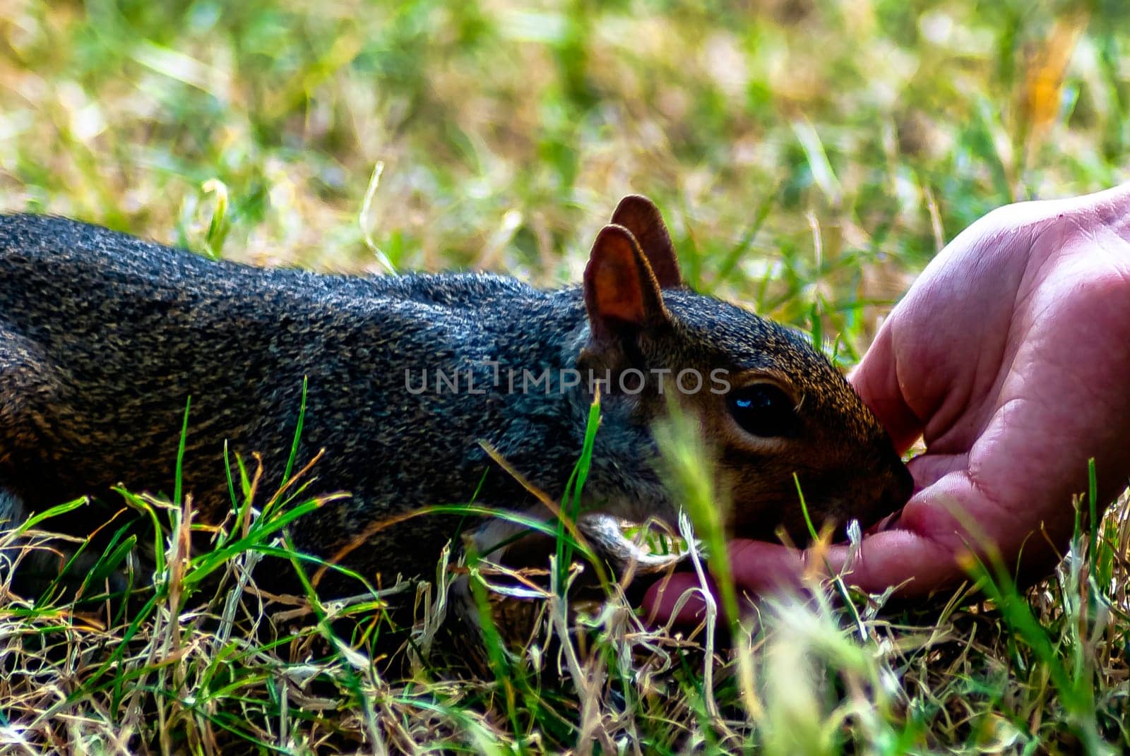Feeding wild eastern gray squirrel (Sciurus carolinensis) - London, United Kingdom
