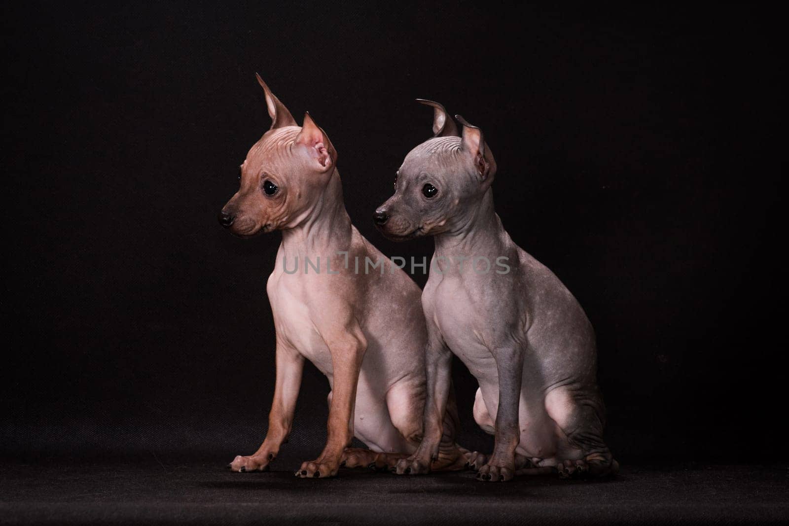 Two puppies of breed the American hairless terrier stand on a black background