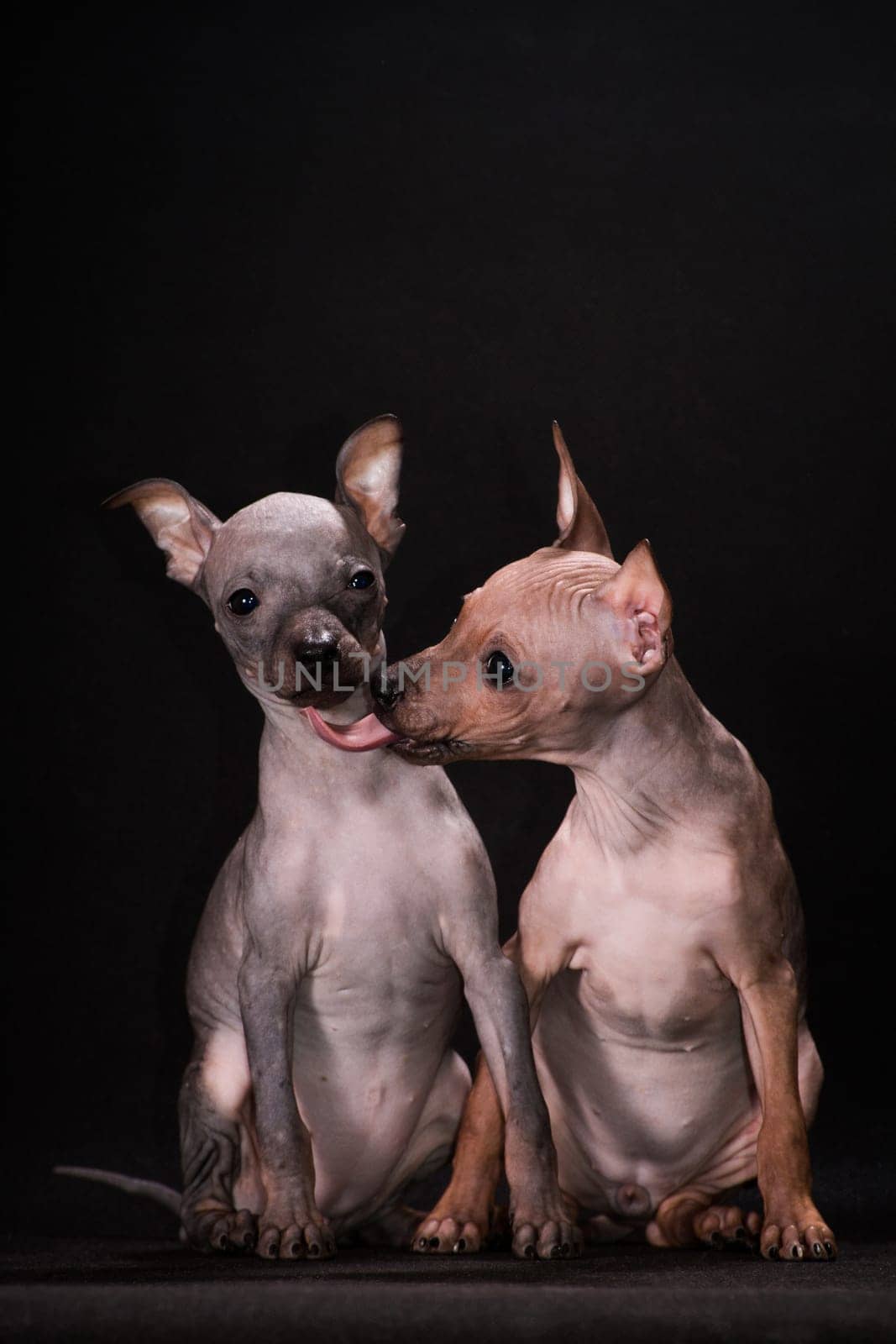 One puppy of breed the American hairless terrier licks a muzzle to other puppy on a black background