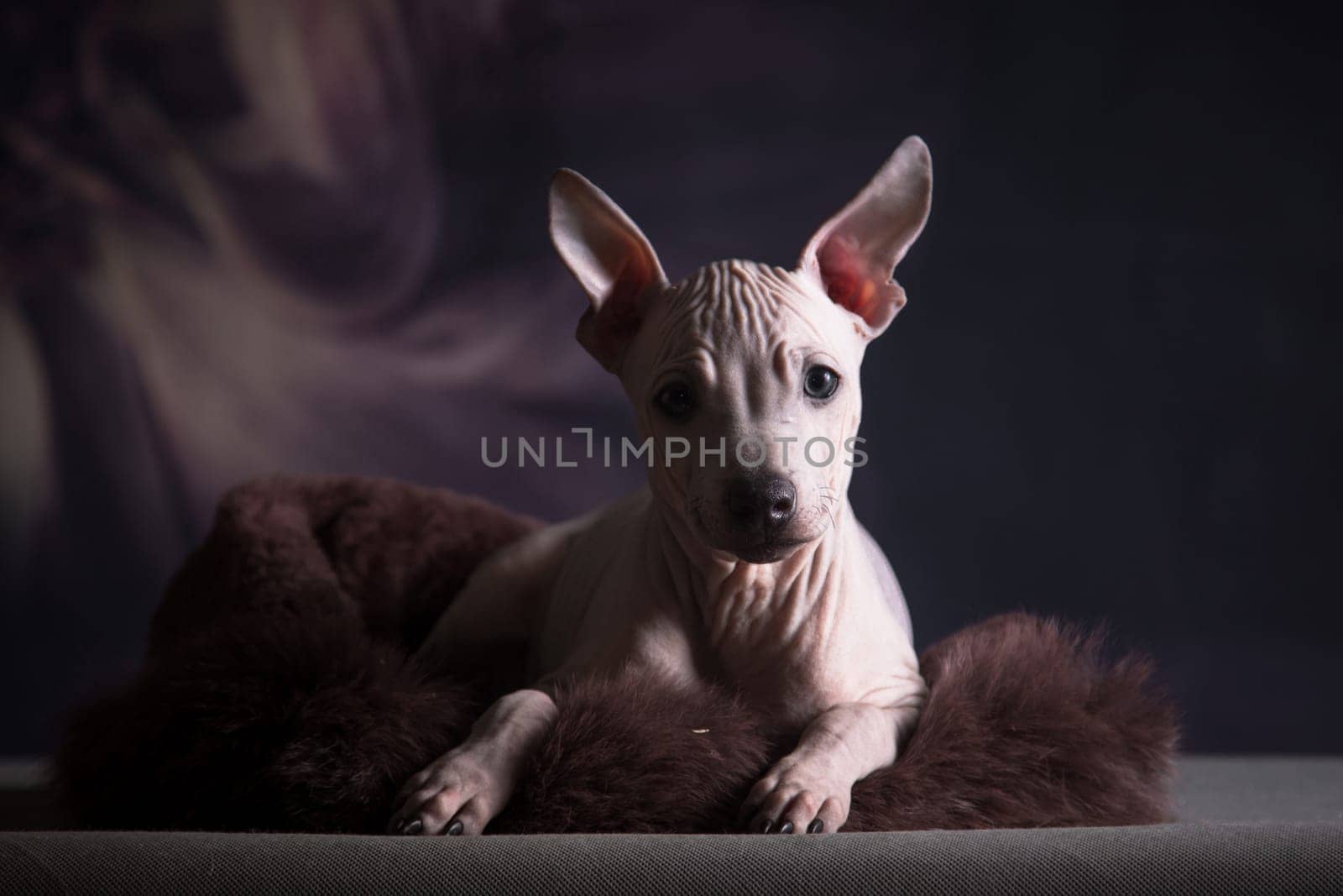 On a fur pillow the puppy of the American hairless terrier lies