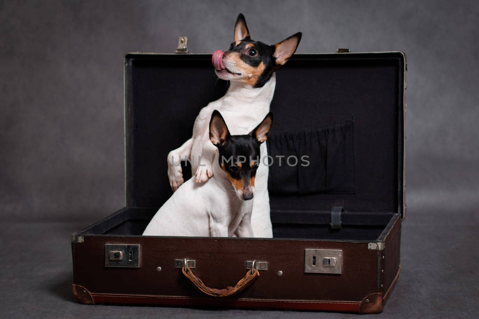 Two small dogs, one of which is upright, breed an American fox terrier in a brown suitcase on a gray background indoors in the studio