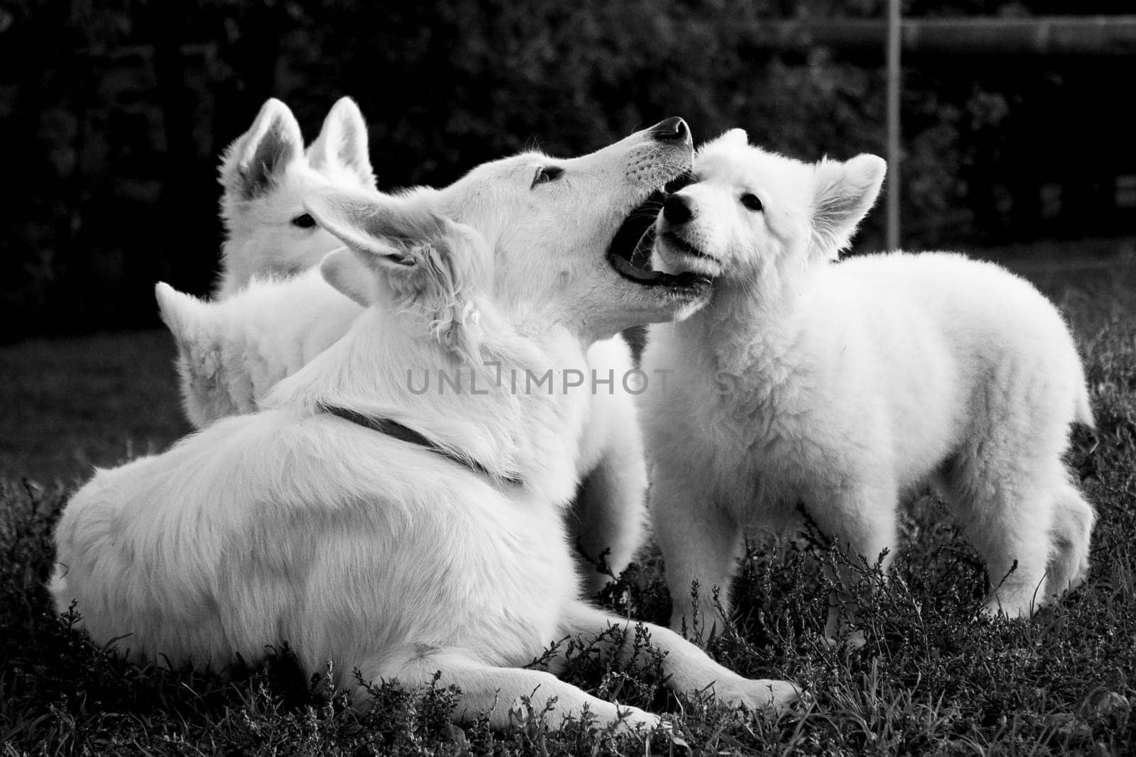 White dog strictly and gently raises a puppy