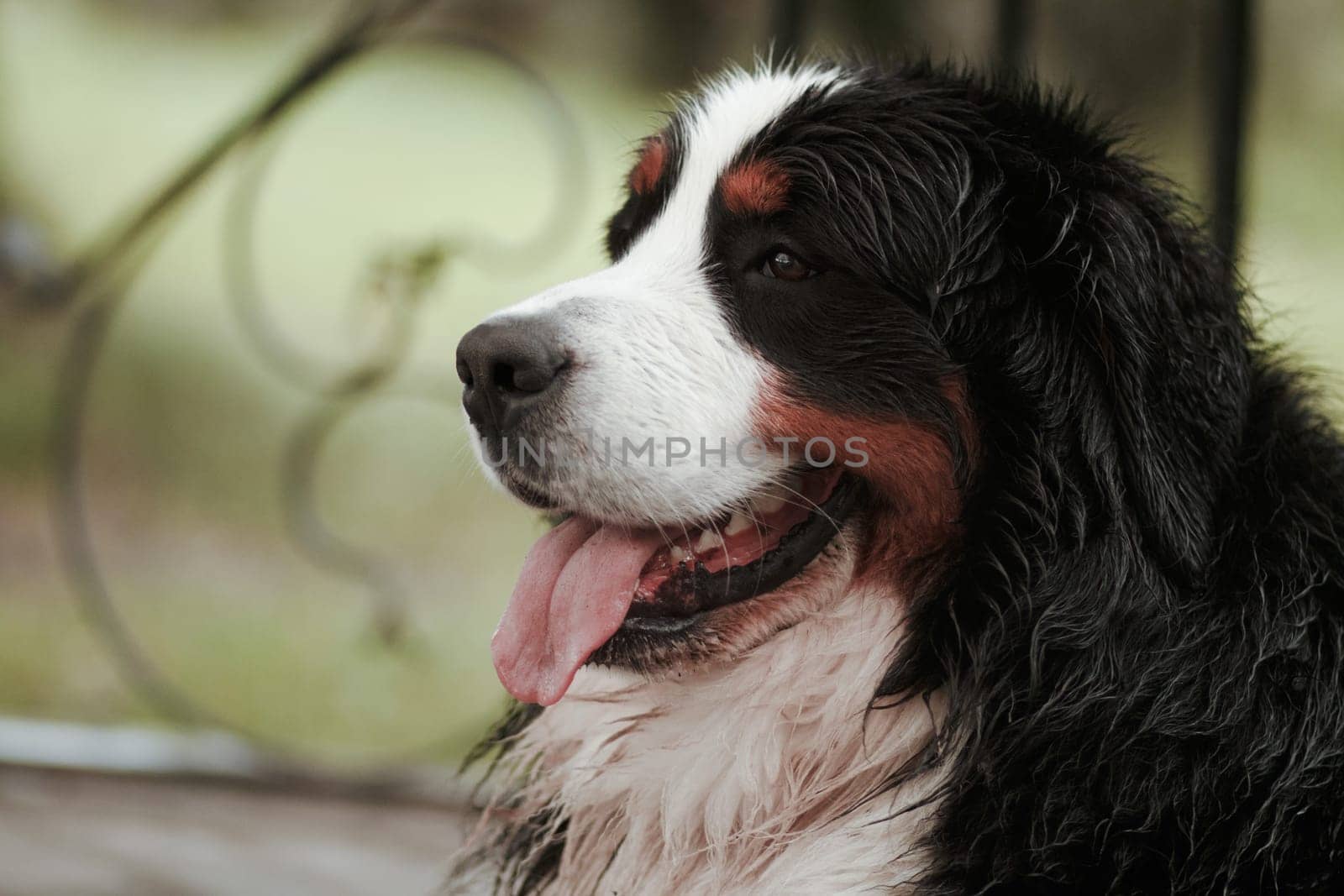 Portrait of a Bernese Mountain Dog