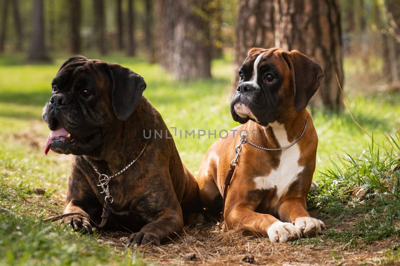 Two dogs of breed German boxer lie and pose in the forest.