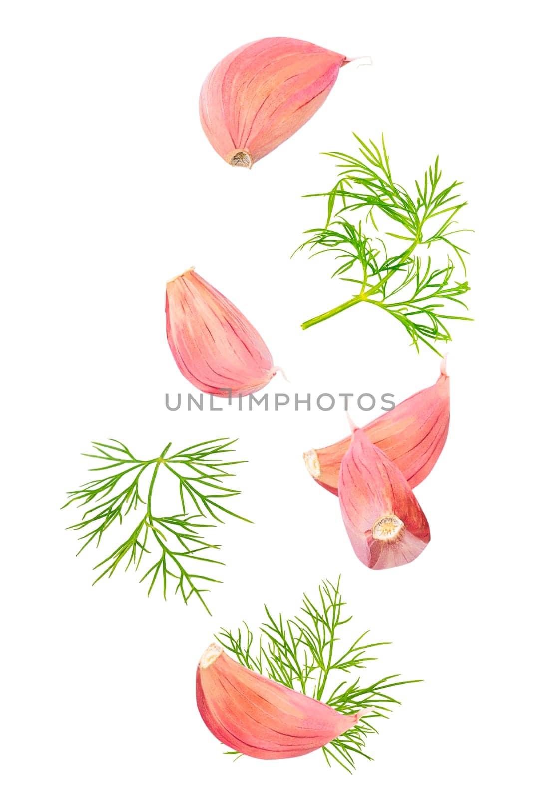 Isolated flying spices. Seven pieces of falling garlic cloves and dill leaves on white background with clipping path as package design element and advertising. Full depth of field.